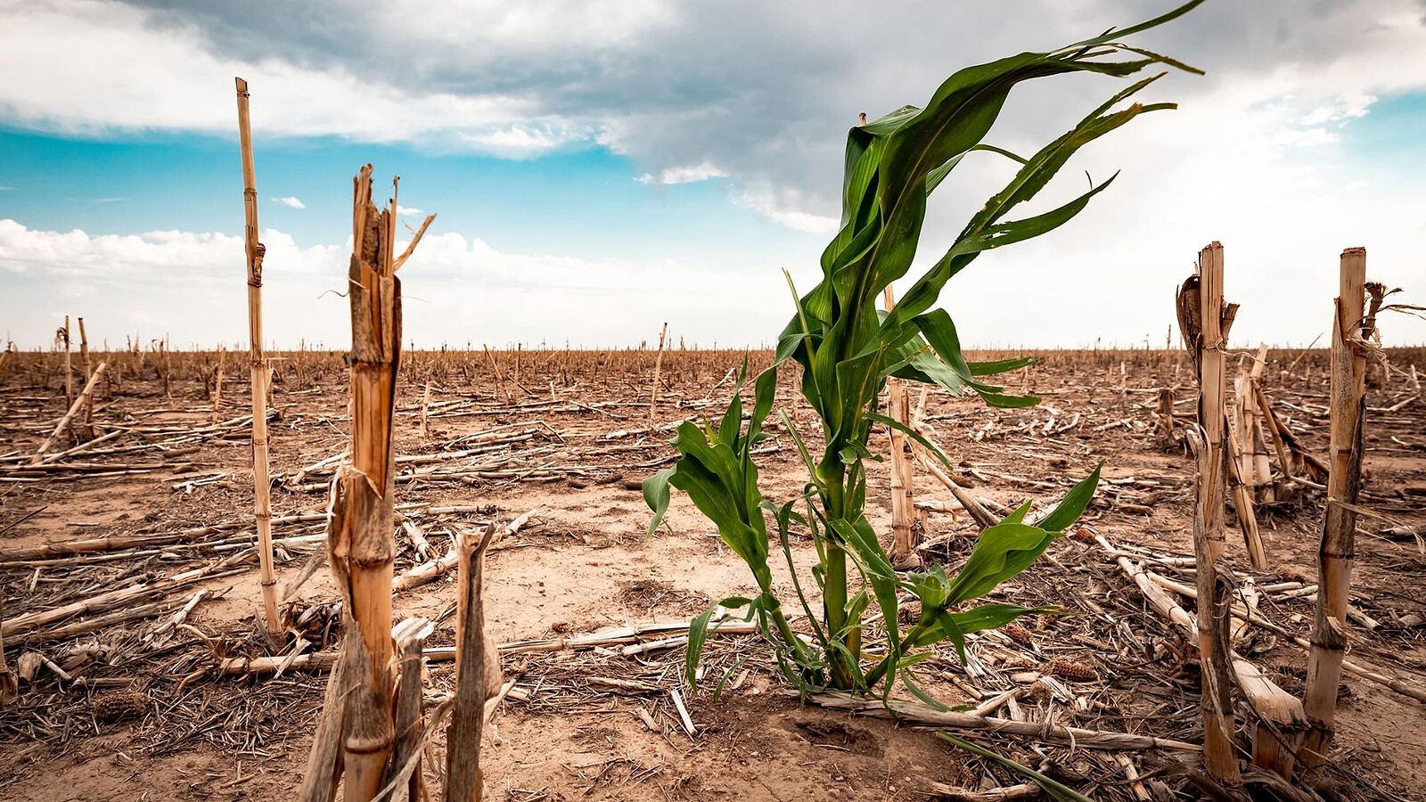 Cambiamento climatico, 146 scienziati: è emergenza sanitaria