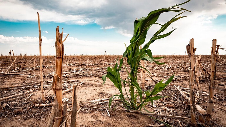 Cambiamento climatico, 146 scienziati: è emergenza sanitaria