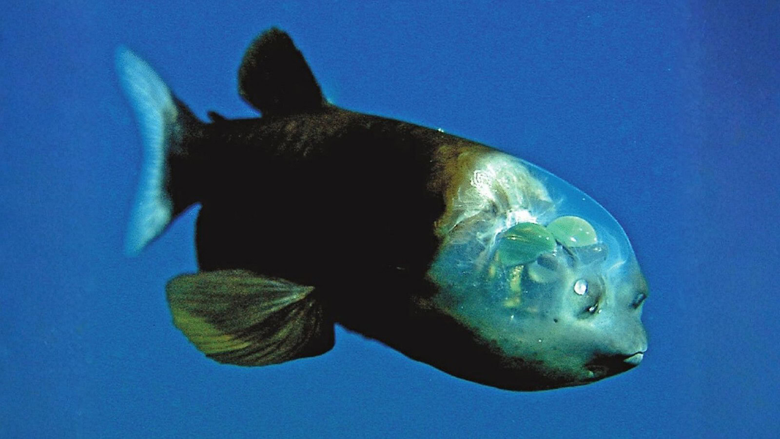 Pesce barilotto: avvistato a 600 metri con la testa trasparente