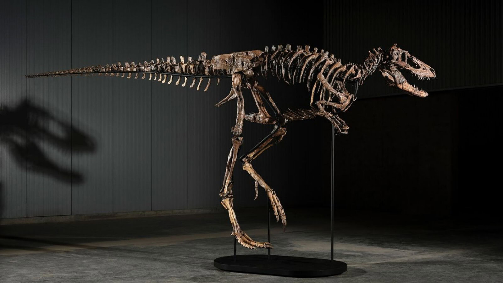 Nanotyrannus Jodi venduto a 47,3 milioni: perduto per la scienza