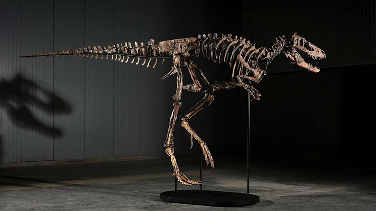 Nanotyrannus Jodi venduto a 47,3 milioni: perduto per la scienza